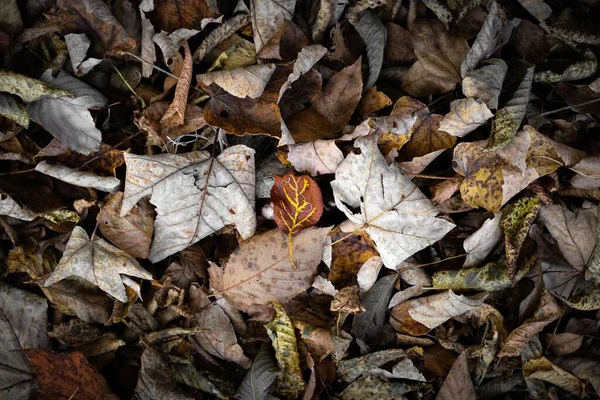 Zbliżenie Suszonych Liści Jesienią — Zdjęcie stockowe