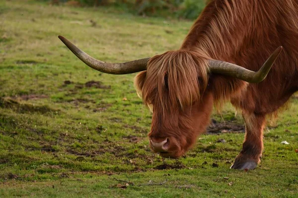 在森林的草地上吃草的高地牛的特写镜头 — 图库照片