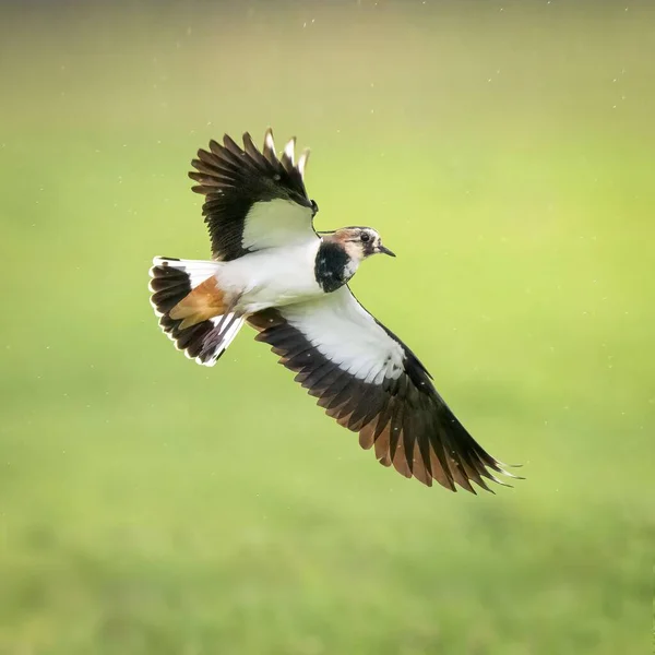 Selective Focus Shot Lapwing Bird Flying Grassy Field — Stock Photo, Image