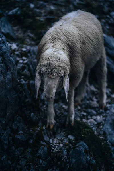 Közelkép Kecskéről Sziklás Hegyekben — Stock Fotó