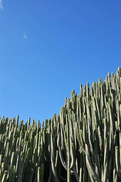 Svislý Záběr Kaktusů — Stock fotografie