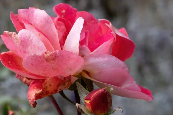 Μια Επιλεκτική Φωτογραφία Ενός Ροζ Τριαντάφυλλου Στον Κήπο — Φωτογραφία Αρχείου
