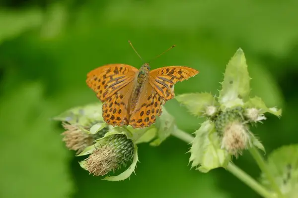 Makroaufnahme Eines Braunen Schmetterlings Auf Einer Grünen Distelknospe — Stockfoto