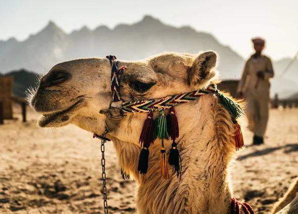 Primer Plano Una Cara Camello Egipto — Foto de Stock