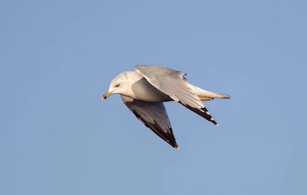 Ein Tiefflug Der Möwe Fliegt Gegen Den Blauen Himmel — Stockfoto
