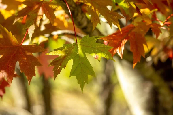 森の中の秋に緑 オレンジの葉の閉鎖 — ストック写真