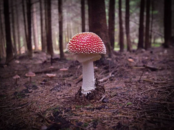 Eine Horizontale Nahaufnahme Eines Roten Pilzes Mit Einem Weißen Bein — Stockfoto