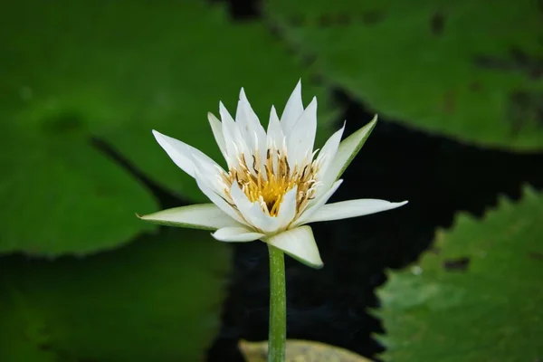 Ένα Όμορφο Κοντινό Πλάνο Ενός Λευκού Λουλουδιού Νούφαρου — Φωτογραφία Αρχείου