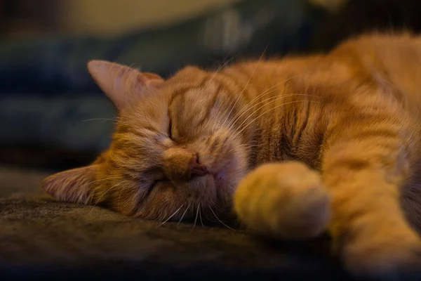 Egy Alvó Narancssárga Macska Közelsége Homályos Háttérrel — Stock Fotó