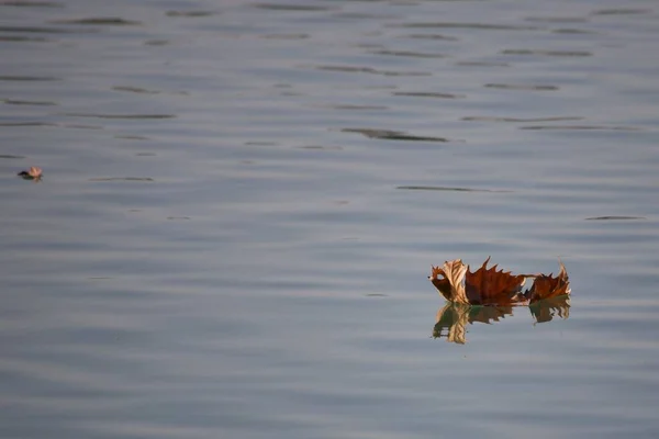 Una Hermosa Toma Una Hoja Seca Otoño Flotando Agua — Foto de Stock