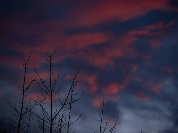 Una Vista Silhouette Piante Senza Foglie Sotto Cielo Nuvoloso Crepuscolo — Foto Stock
