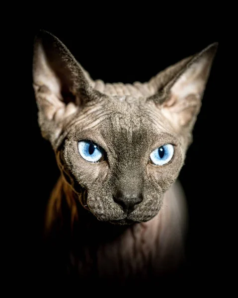 Closeup Portrait Beautiful Domestic Cat Bright Blue Eyes Black Background — Stock Photo, Image