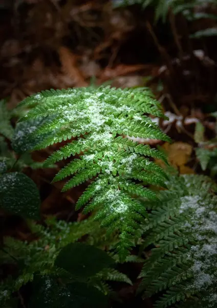 Pionowy Strzał Zbliżeniowy Zielonych Jodłowych Roślin Płatkami Śniegu — Zdjęcie stockowe