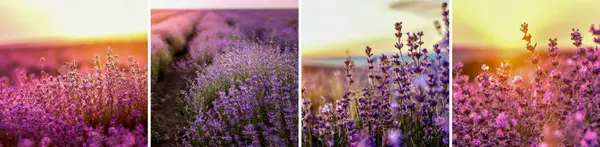 Sebuah Kolase Panorama Berisi Foto Lapangan Lavender Selama Matahari Terbenam — Stok Foto