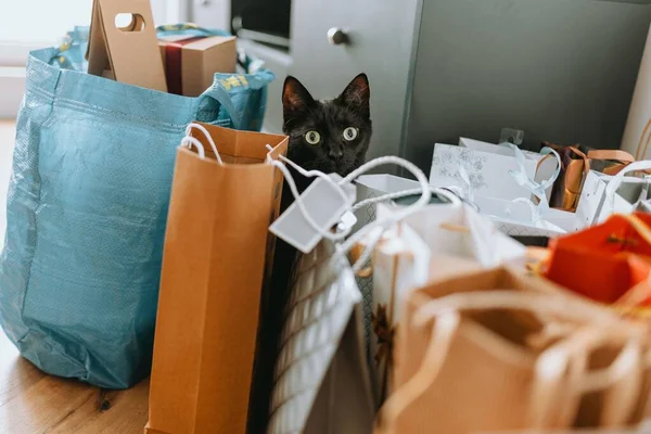 Egy Közeli Kép Egy Fekete Macskáról Bevásárlószatyrok Közelében — Stock Fotó