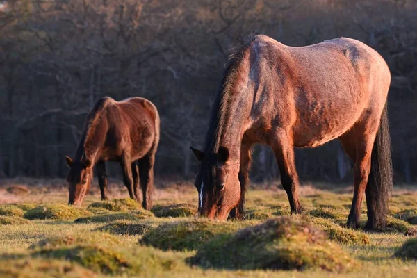 两匹棕色的马在森林的草地上吃草的特写镜头 — 图库照片