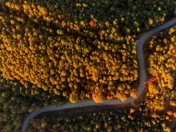 Une Vue Dessus Une Route Dans Une Forêt Automne — Photo