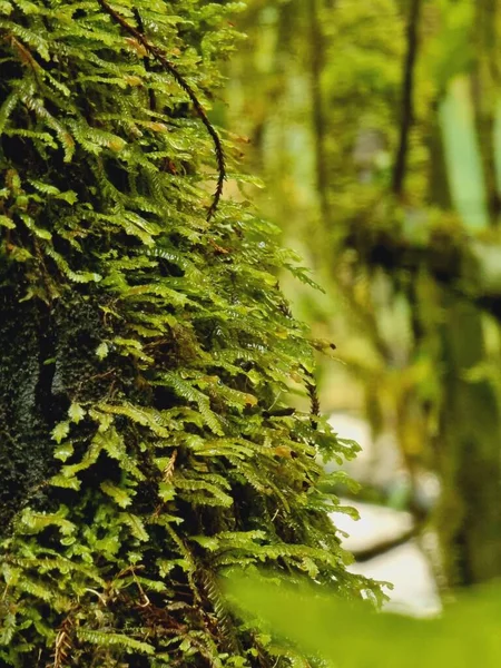 Selektivní Záběr Kapradinového Listí Kmeni Stromu Lese — Stock fotografie