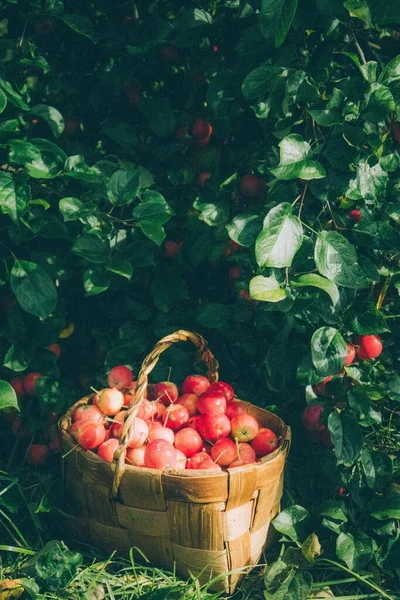 Vertikální Záběr Červených Jablek Malém Dřevěném Koši Zahradě — Stock fotografie