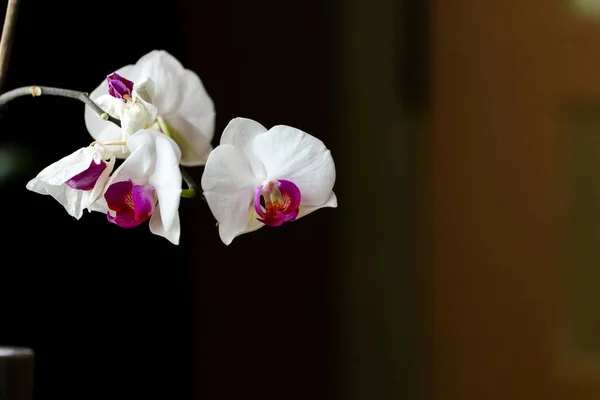 Ett Makro Den Känsliga Mal Orkidé Phalaenopsis Blomhuvuden Mot Suddig — Stockfoto