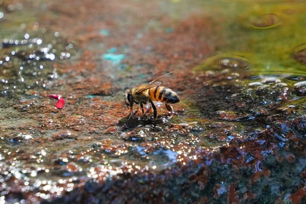 Eine Honigbiene Sammelt Wasser Von Einem Nassen Stein — Stockfoto