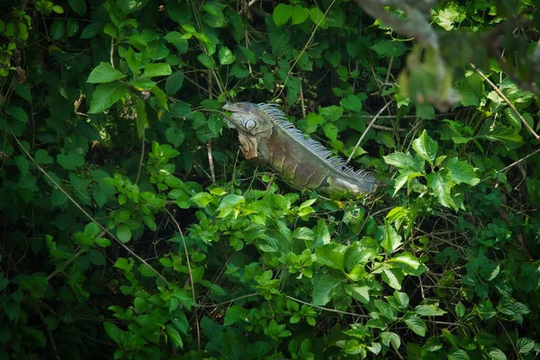 Nahaufnahme Eines Grünen Leguans Leguan Leguan Auf Einem Üppigen Busch — Stockfoto