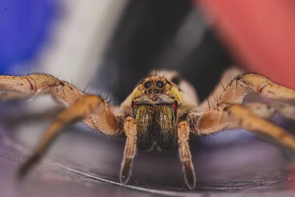 다리가 무섭게 거미의 — 스톡 사진
