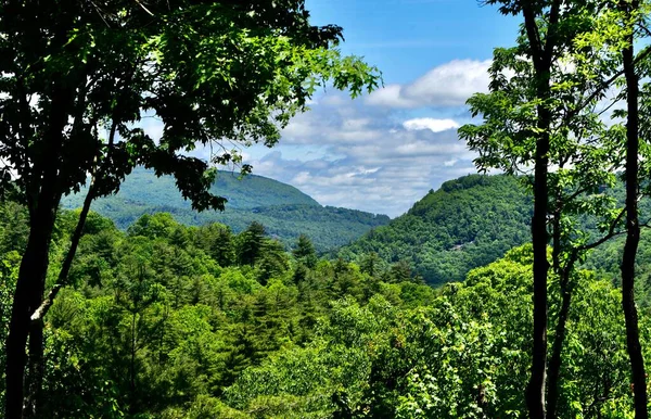 Tiro Cênico Árvores Uma Floresta Uma Montanha Céu Bonito — Fotografia de Stock