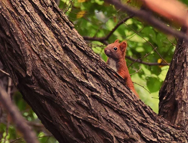 森の木の枝に赤いリスのクローズアップショット — ストック写真