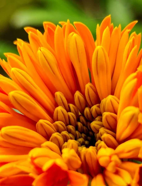 Вертикальний Макрос Оранжевого Квітучого Хризантеми — стокове фото