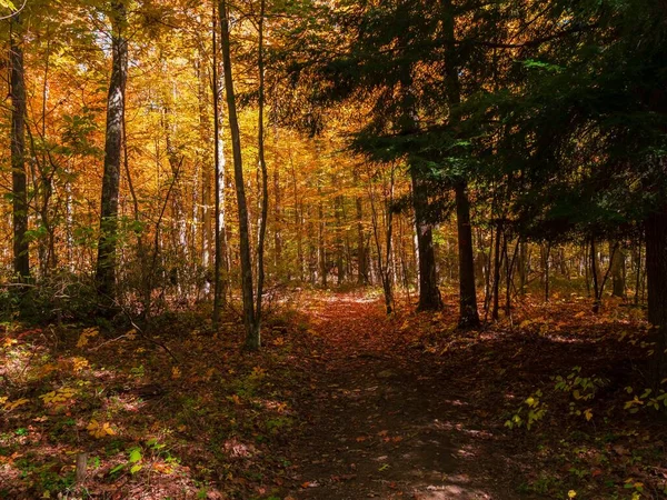 Vackra Skogsträden Omgivna Höstlövverk Fallna Löv Höstfärger — Stockfoto