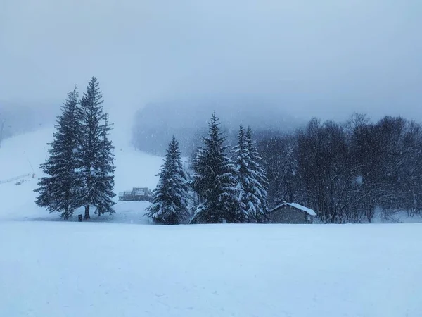 Maisemakuva Kuusista Lumisella Pellolla Killington Ski Resortissa Vermontissa Uudessa Englannissa — kuvapankkivalokuva