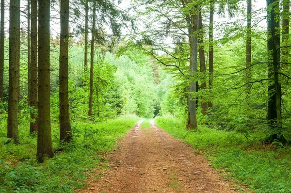 Long Sentier Poussiéreux Travers Une Forêt Luxuriante Vert Vif — Photo