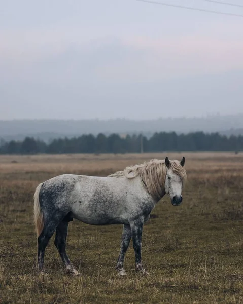 Красивий Кінь Пагорбі — стокове фото