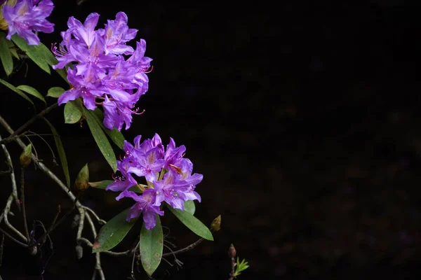 Une Belle Vue Sur Les Rhododendrons Violets Sur Fond Noir — Photo