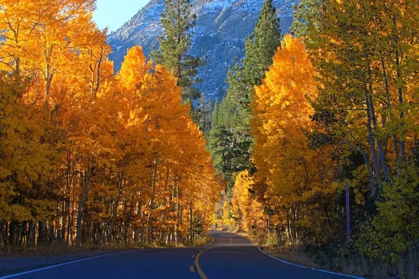 加州395号公路上的秋树美景 — 图库照片