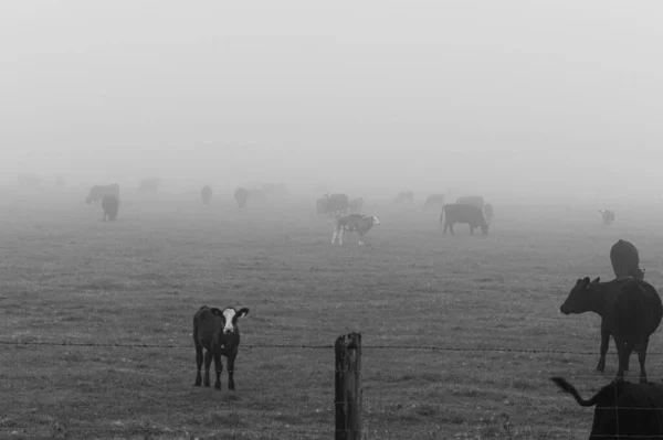 Uma Escala Cinza Rancho Nebuloso Uma Manada Vacas Além Cerca — Fotografia de Stock