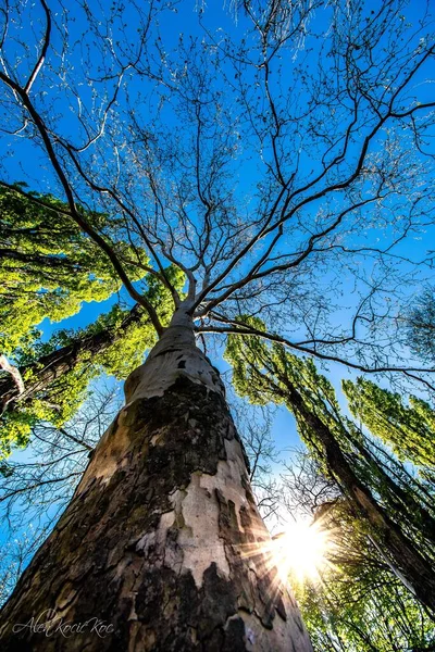 Vertical Low Angle Shot Tall Trees Blue Sky — Stock Photo, Image