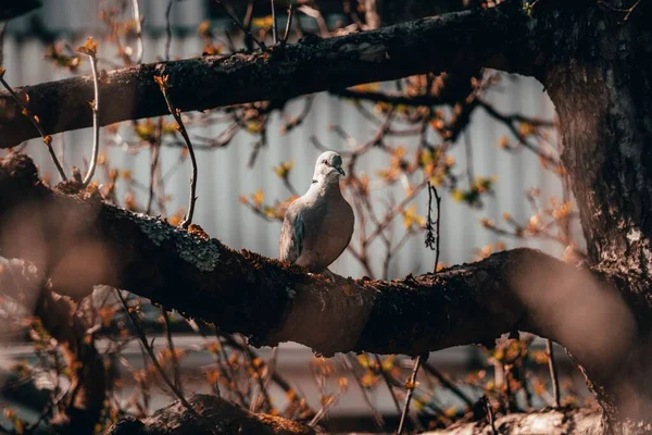 Detailní Záběr Želví Holubice Usadil Stromě Podzimní Den — Stock fotografie