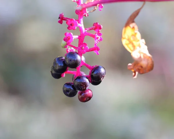 Eine Nahaufnahme Eines Amerikanischen Pokéweed Zweiges Mit Glänzenden Beeren Auf — Stockfoto