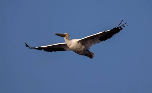 Пелікан Летить Повітрі Блакитне Небо — стокове фото