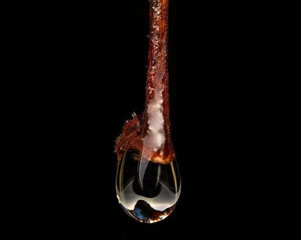 黒い背景に隔離されたFungiから落下する水滴のマクロショット — ストック写真