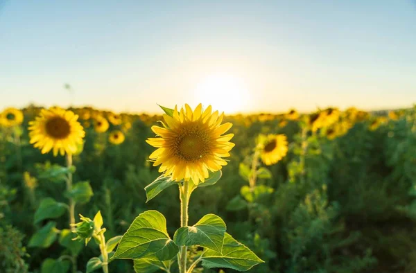 Eine Gelb Blühende Sonnenblume Garten — Stockfoto