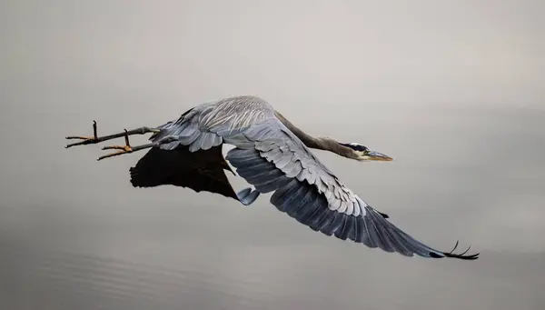 Крупним Планом Знімок Сірої Чаплі Ардеа Кінерія Літає Над Озером — стокове фото
