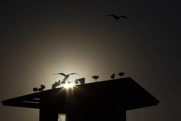 Low Angle Shot Silhouettes Seagulls Perched Rood Sunset — Stock Photo, Image
