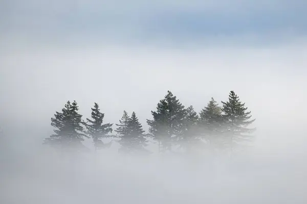 Beautiful View Foggy Forest — Fotografia de Stock
