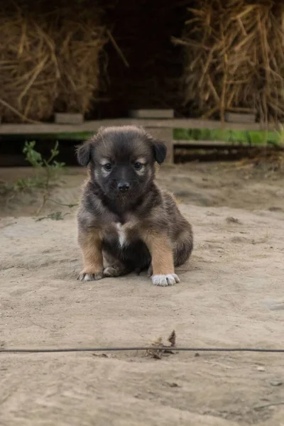 かわいい茶色のドイツの羊飼いの子犬 — ストック写真