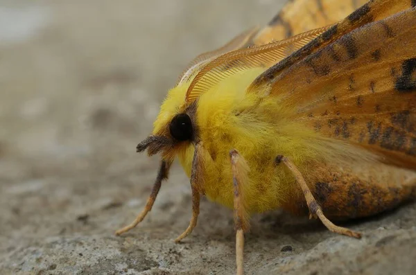 Detailed Closeup Colorful Canary Shouldered Thorn Moth Ennomos Alniaria Sitting — Foto de Stock