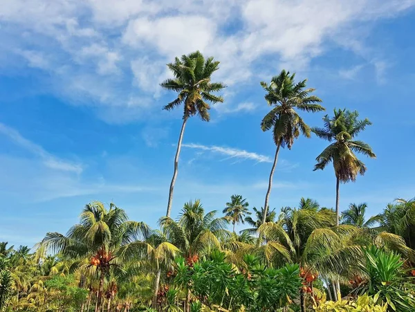 Krásný Záběr Zelených Tropických Palem Pod Modrou Oblohou — Stock fotografie