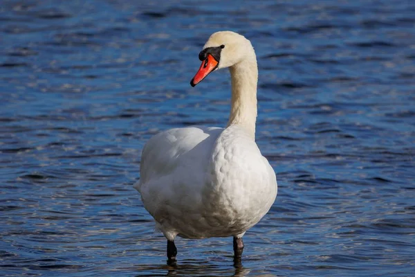 Primer Plano Elegante Cisne Mudo Pie Lago Poco Profundo Junto —  Fotos de Stock